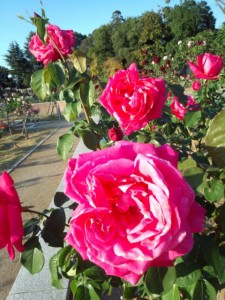 IMG_20151105_152805445