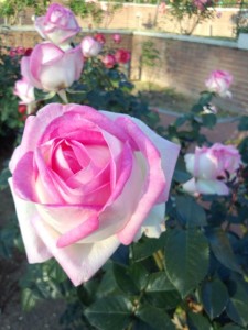 IMG_20151105_152906543